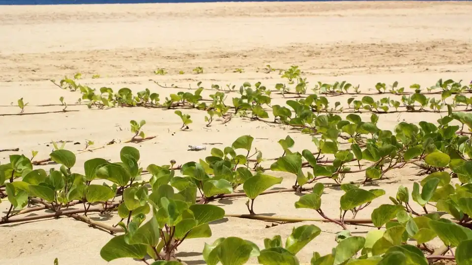 Cacimba do Padre em Fernando de Noronha — areia dourada, vegetação de restinga e mar azul ao fundo