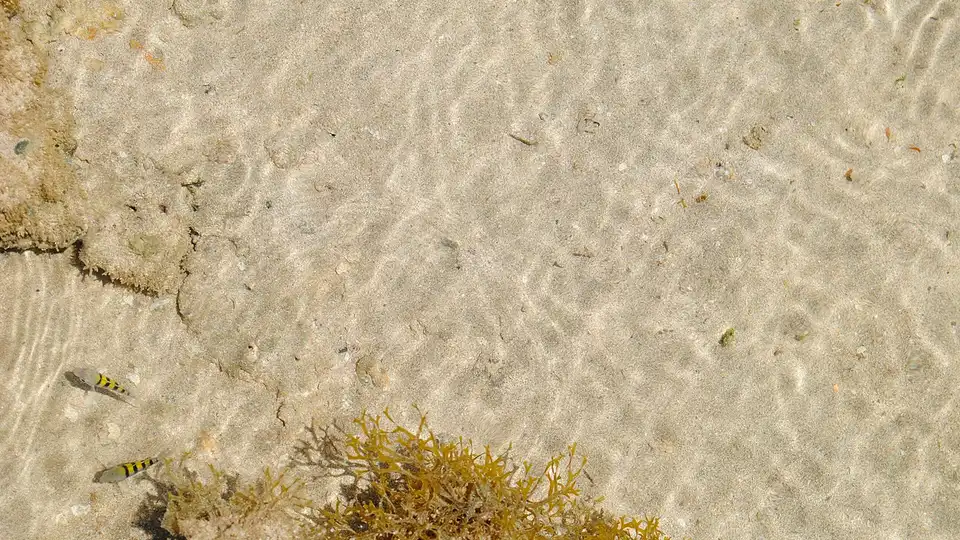 Praia do Patacho em Alagoas — piscinas naturais com água cristalina e fundo de areia visível