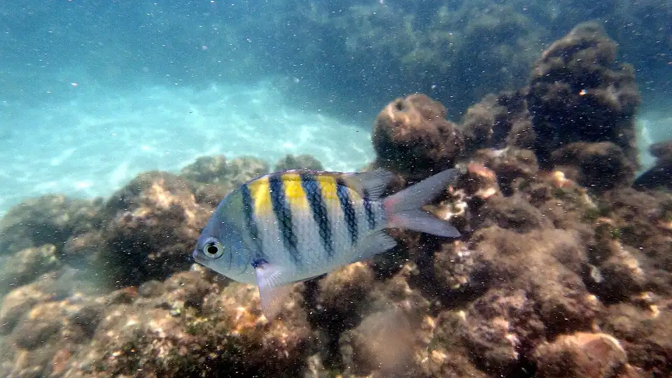 Piscinas naturais de Maragogi — snorkel com peixes coloridos em águas rasas do litoral norte de Alagoas